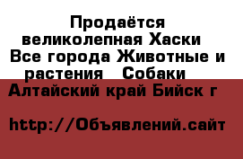 Продаётся великолепная Хаски - Все города Животные и растения » Собаки   . Алтайский край,Бийск г.